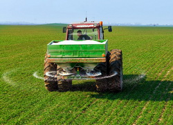 Fertilizarea de toamna la rapita