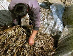 Frunzarul – Fanul lemnos de padure