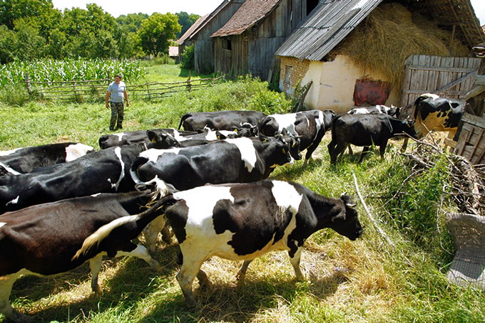 Heifer Romania - OPEN FIELDS - Pasare Viscri 7 iunie
