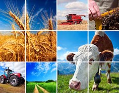 Nou pachet de sprijin CE pentru agricultori - bovine, lapte, fructe, legume, plati pe suprafata