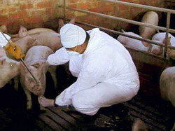 Prevenirea aparitia pestei porcine africane pe teritoriul national