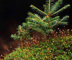 ROMSILVA creeaza generatii noi de padure