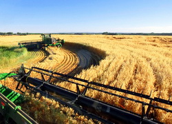 Recoltarea ovazului in doua faze