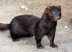 Reproductia la nurca