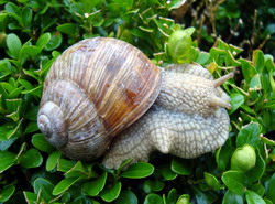 Sistemul de crestere a melcior