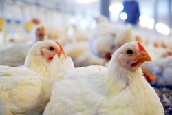 Stresul termic la pasari