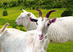 APIA a demarat platile ANTZ si SCZ pentru crescatorii de ovine si caprine