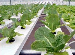 Romania are conditii benefice pentru cultivarea legumelor extratimpurii in sere