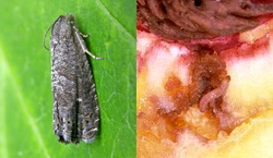 Combaterea moliei orientale la soiurile tarzii de piersic