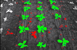 Utilaj de plivit inteligent la legume - senzori de detectare a buruienilor
