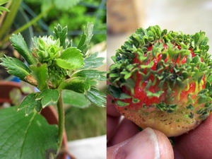 Virozele la capsun - filodia capsunului