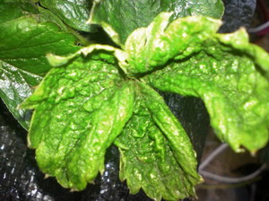 Virozele la capsun - incretirea frunzelor