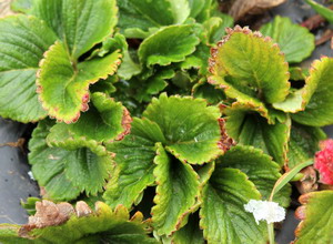 Virozele la capsun - ingalbenirea marginala