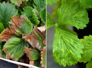 Virozele la capsun - patarea frunzelor