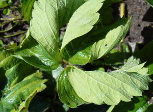 Virozele la capsun - rasucire frunze