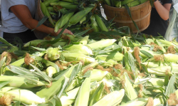 porumb dulce recoltat