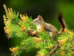 Natura sub protectie: Ministerul Mediului a aprobat 210 planuri de management pentru arii protejate