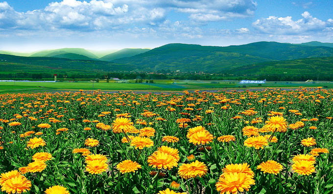 Fares - cultura de galbenele