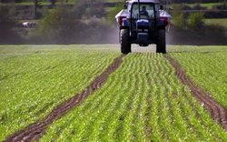 Fertilizarea graului cu ingrasaminte simple si complexe