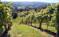 Prevenirea si combaterea putregaiul cenusiu si putregaiul alb al strugurilor