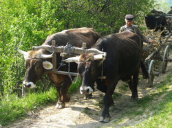 Hranirea intretinerea ingrijirea si exploatarea taurinelor pentru efort