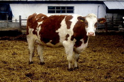 Septembrie, luna in care se inscriu vacile in Registrul Genealogic al rasei