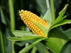 Istoricul si importanta cultivarii porumbului