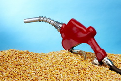 Istoricul si importanta cultivarii porumbului - porumb etanol