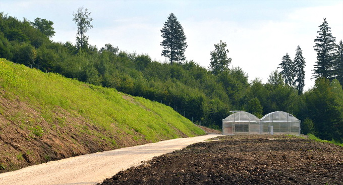 Material saditor pentru fondul forestier - Pepiniera Brasov