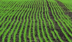 Oferta de seminte pentru culturi de toamna – 2016