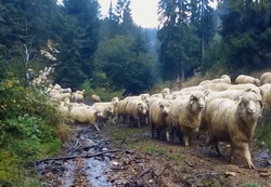 Oi din rase ameliorate pentru zona montana