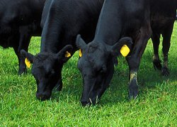 Reluare exporturi de bovine vii destinate sacrificarii catre Turcia