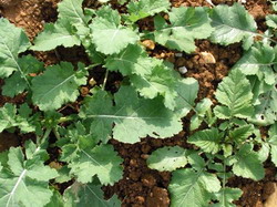 Semanatul rapitei de toamna