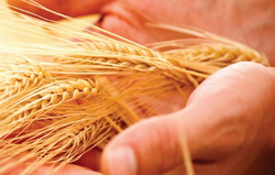 Seminte certificate de cereale paioase pentru culturi performante