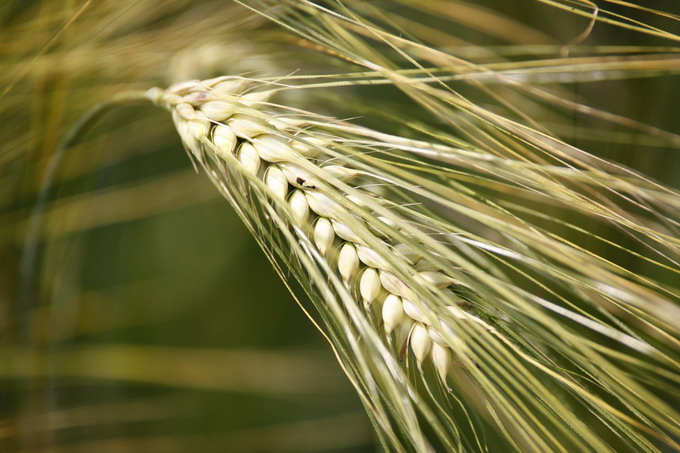 Seminte cereale paioase Biocrop - Soiuri performante de orz