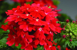 Verbena – floarea de vara ce infloreste continuu