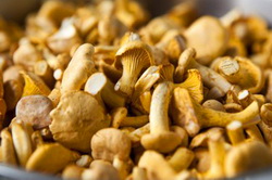 Sezonul de ciuperci salbatice pentru export este in plina desfasurare