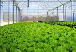 5 reguli de cultivare eficienta a legumelor in sere si solarii