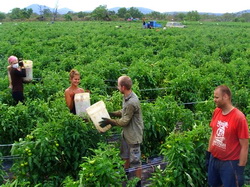 Agrostar: Peste 100.000 de romani lucreaza in agricultura in Italia. Multi sunt exploatati si nu li se respecta drepturile