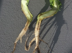 Atentie la carenta de bor din culturile de rapita !