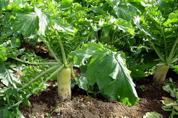 Cultura acoperitoare de ridichi de toamna