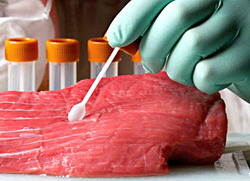 S-a depistat prezenta E. Coli la 4 probe din mici, cas, carne de vita si carcasa de ovina
