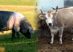 Control la exploatatiile de animale care au accesat subventii in 2016