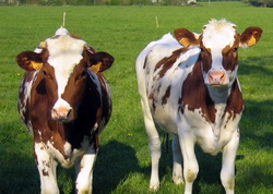 Intretinerea si ingrijirea rationala a viteilor de la nastere la intarcare