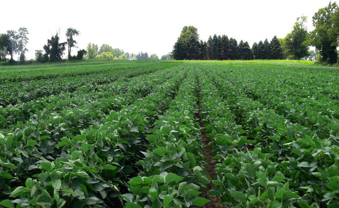 Cultura ecologica de edamame