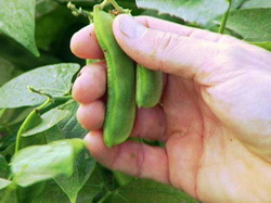 Cultura ecologica de edamame ia amploare in SUA