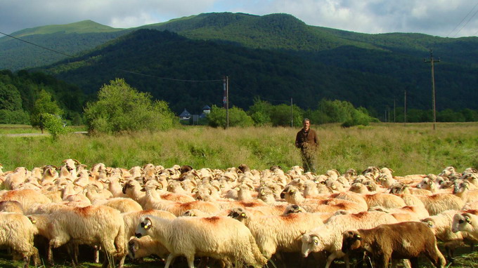 Drumul oii - Transhumanta