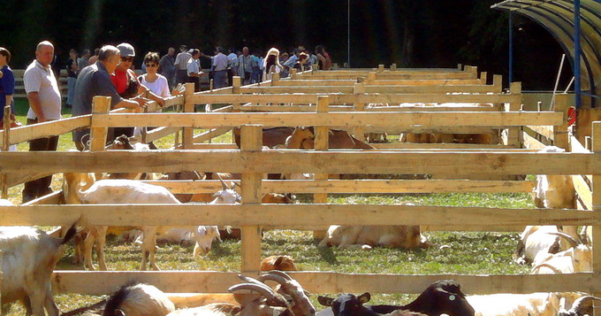 Expozitia de ovine Simleul Silvaniei