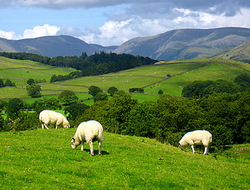 Finantarea amenajamentelor pastorale si unele modificari ale legislatiei pajistilor permanente se afla in dezbatere publica