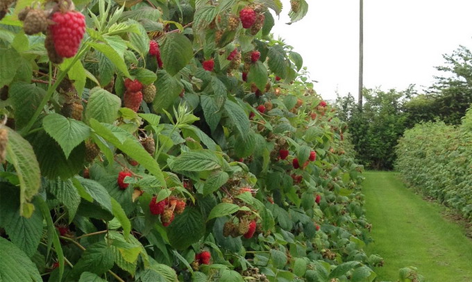 Infiintarea unei culturi de zmeur
